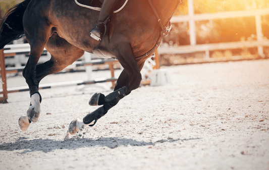 Horse and rider training balance and transitions in an arena