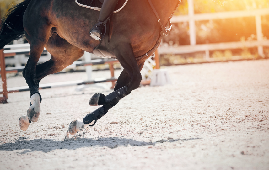 Fun Dressage Exercises for Showjumpers to Sharpen Their Skills