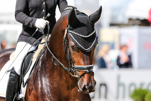 dressage rider horse competition german beautiful horse head